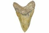 Bargain, Fossil Megalodon Tooth - North Carolina #363748-2